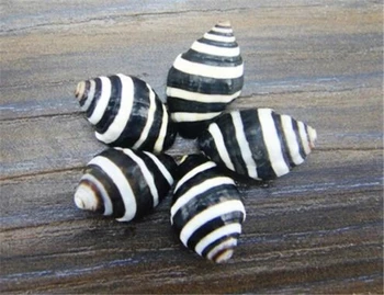  0.8-2cm Zebra Stripes Jūros Myli 12pcs/daug Gamtos Amatų jūros kriauklių 