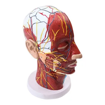  Žmogaus Veido Nervų, Kraujagyslių, Raumenų Anatomijos Modelis Medicinos Mokymo Priemonių Lašas Laivybos
